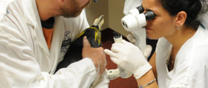 Étudier à l'étranger