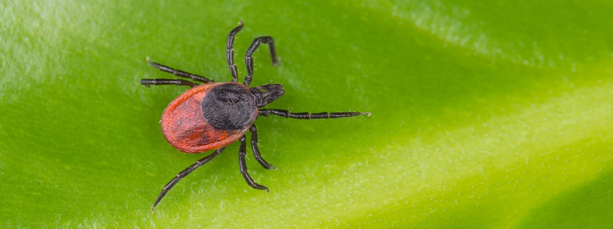 microprogramme en santé publique vétérinaire microprogramme en santé publique vétérinaire